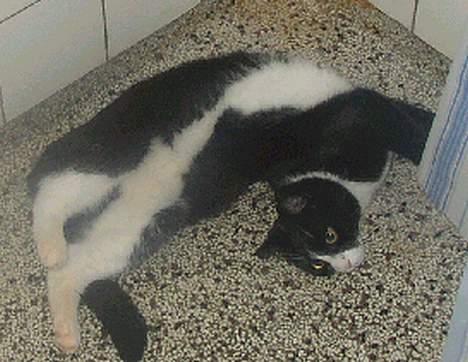 Blanding af racer thoulose - Urhm.... dejlige at strække sig. billede 9