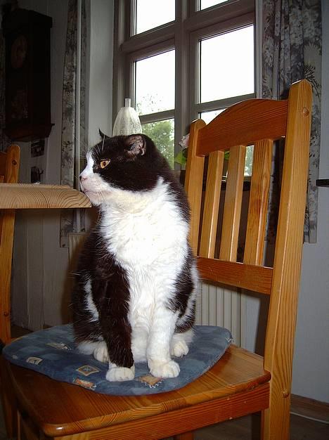 Blanding af racer Buffer billede 3