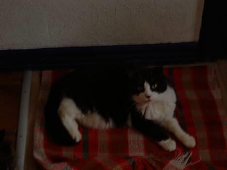 Blanding af racer Buffer billede 2