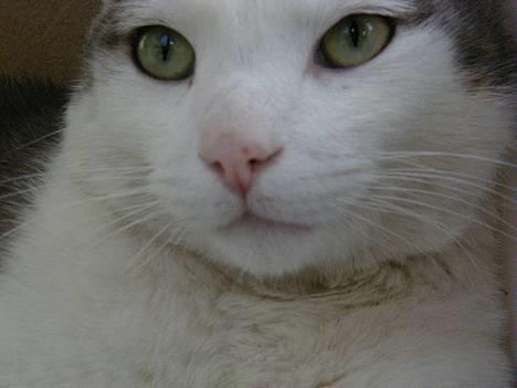 Blanding af racer Chilli billede 1