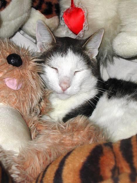 Blanding af racer Chilli billede 2