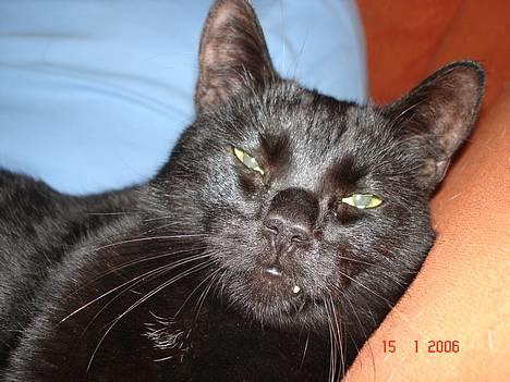 Blanding af racer Balthazar *R.I.P* billede 1