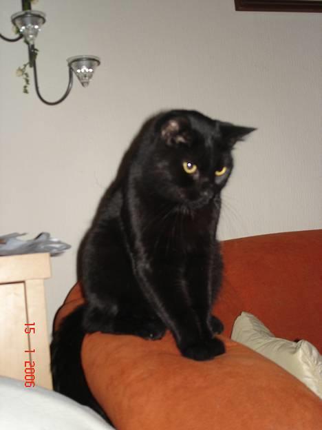 Blanding af racer Balthazar *R.I.P* billede 2