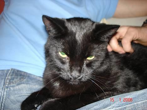 Blanding af racer Balthazar *R.I.P* billede 3