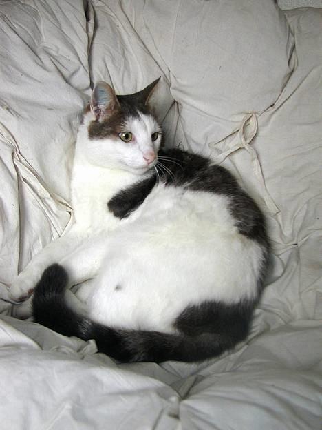 Blanding af racer Chilli billede 3