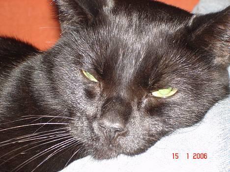 Blanding af racer Balthazar *R.I.P* billede 4