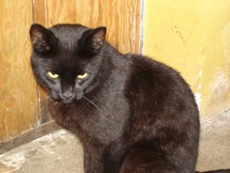 Blanding af racer Balthazar *R.I.P* billede 5