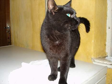 Blanding af racer Balthazar *R.I.P* billede 6