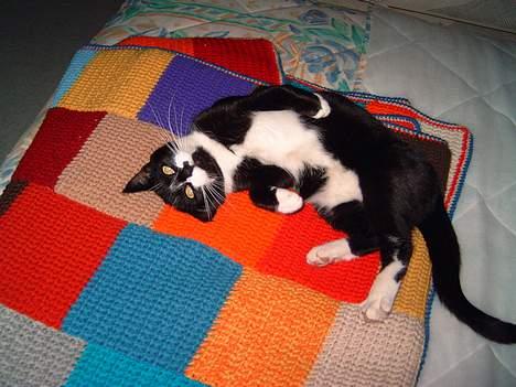 Blanding af racer Gerda *Død* - Min helt Gerda den dejligste misser billede 1