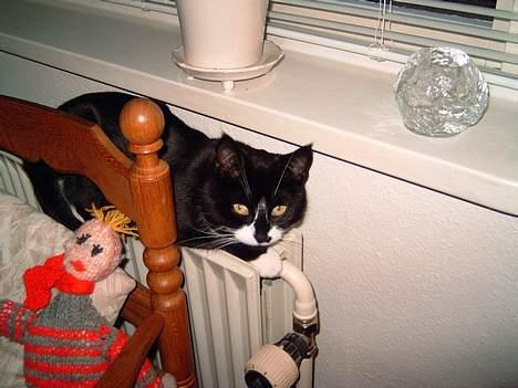 Blanding af racer Gerda *Død* - Hun elsker vores rediator når det er koldt og hun lige er kommet ind fra kulden.. billede 2