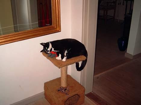 Blanding af racer Gerda *Død* - Hun bruger engang imellem hendes brat for det meste til at sidde og tigge om mad billede 3