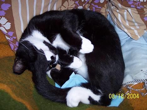 Blanding af racer Gerda *Død* - Ja sød kan hun sagtens se ud billede 4