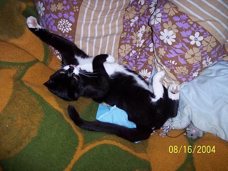 Blanding af racer Gerda *Død* - Hun ligger lige og flader ud.. Tungen er også med billede 5