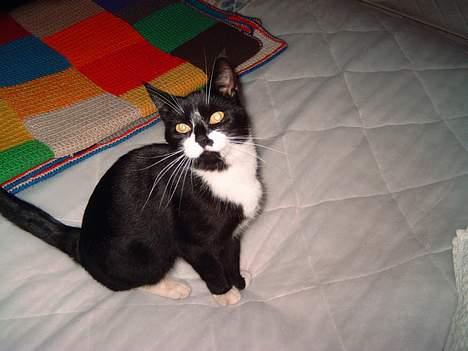 Blanding af racer Gerda *Død* - Hun har taget sengen.. Så nu skal vi passe på det er hendes seng billede 6