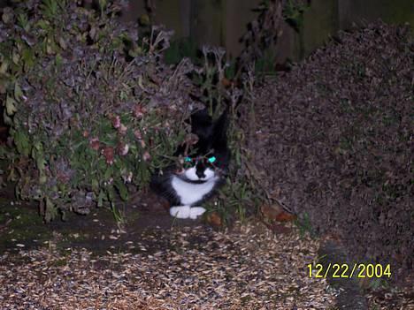 Blanding af racer Gerda *Død* - Gerda der en tidlig morgen ligger på vagt for fuglene billede 7