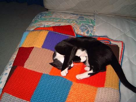 Blanding af racer Gerda *Død* - Gerda gemmer sig... billede 8