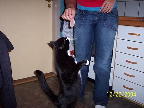 Blanding af racer Gerda *Død* - Min søster som giver min kat noget kødpølse det elsker hun billede 9