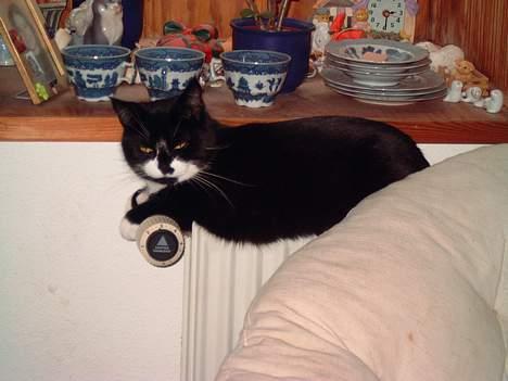 Blanding af racer Gerda *Død* - Dejligt a få varmet flæsket.. billede 10