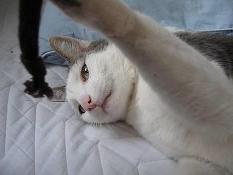 Blanding af racer Chilli billede 4