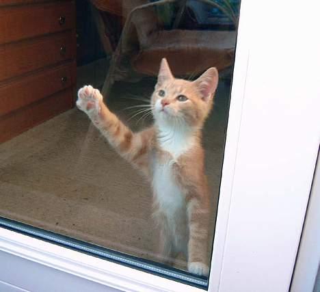 Blanding af racer Milo - Luk mig ud! billede 9