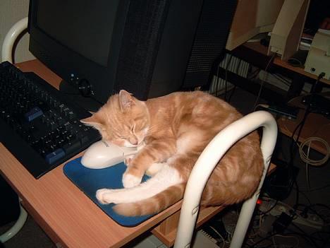 Blanding af racer Milo - Lille computerkat. :) (Han kan sove alle vegne) billede 10