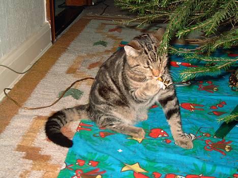 Blanding af racer Emir - *gumle gumle* Hva?! Må jeg IKKE spise den her dims? billede 5