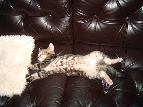 Blanding af racer Emir - Søvnig killing billede 6