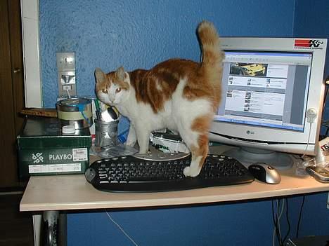 Blanding af racer Pjevs billede 1