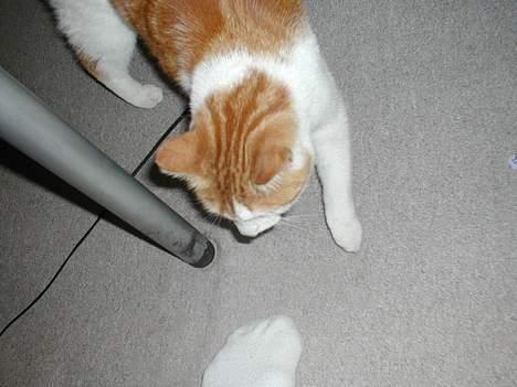 Blanding af racer Pjevs billede 2