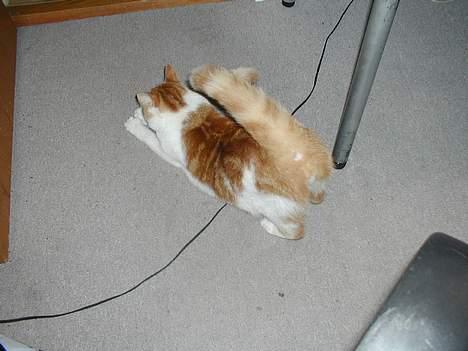 Blanding af racer Pjevs billede 3