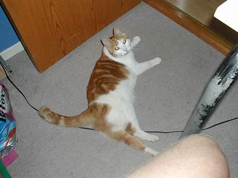 Blanding af racer Pjevs billede 4