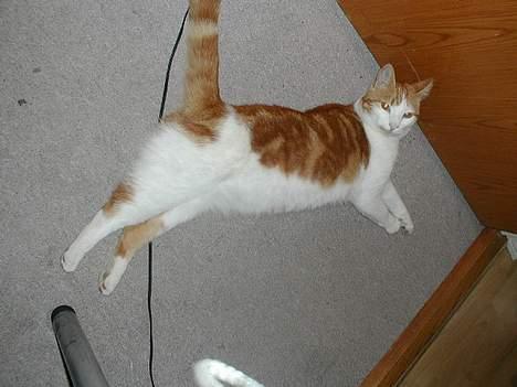 Blanding af racer Pjevs billede 5