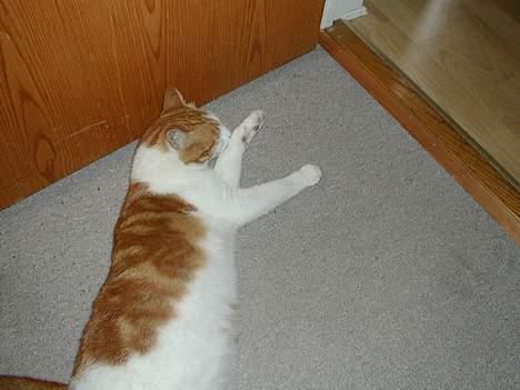 Blanding af racer Pjevs billede 6