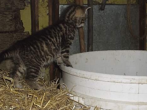 Blanding af racer Pjevs - Hi hi.. lii Pjevs:) billede 1