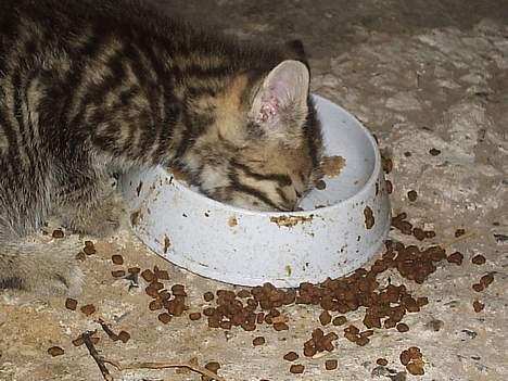 Blanding af racer Pjevs - Nam nam.. Maad billede 2