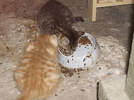 Blanding af racer Pjevs - Mig og min Bror Marlin! billede 3