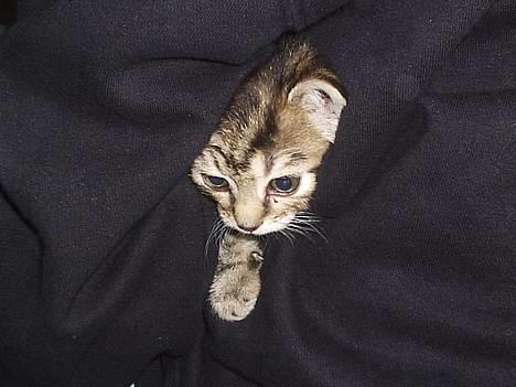 Blanding af racer Pjevs - Hjæælp.. jeg blir mast! billede 4