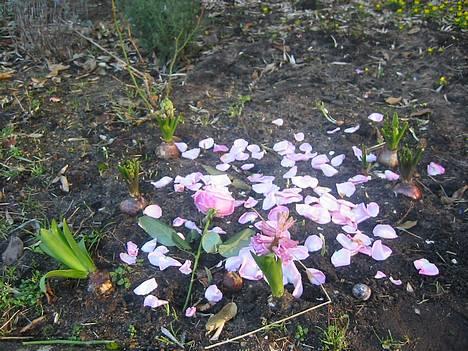 Blanding af racer Chilli (død) d. 8/11/04 - Hendes gravsted..i vores have...SnØFt!!!! billede 2