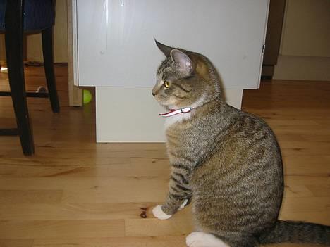 Blanding af racer Chilli (død) d. 8/11/04 - Smukke...her er hun 9 måneder..ca. billede 3