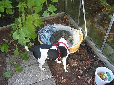 Blanding af racer Chilli (død) d. 8/11/04 - Clara og Chilli...! billede 4