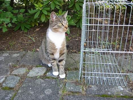 Blanding af racer Chilli (død) d. 8/11/04 - smuk...! billede 5