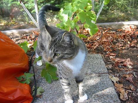 Blanding af racer Chilli (død) d. 8/11/04 - Haarj...Smukke...! billede 6