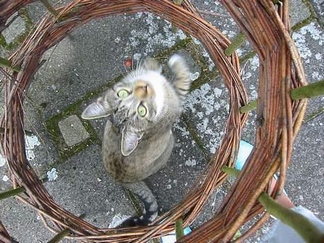 Blanding af racer Chilli (død) d. 8/11/04 - hOp HoP...Jeg kan ikke nå dig..! billede 7