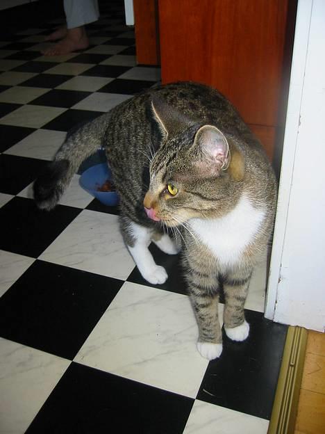 Blanding af racer Chilli (død) d. 8/11/04 - ÅrrH...er hun ikke sød?? Jo....det er hun da..Hehe..! billede 9