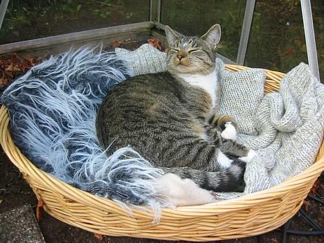 Blanding af racer Chilli (død) d. 8/11/04 - dejlige Chilli....det dufter godt...Mm...! billede 10