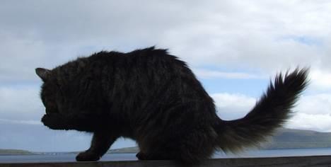 Blanding af racer Felix billede 3