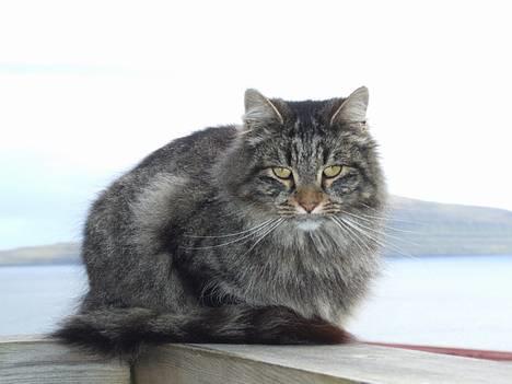 Blanding af racer Felix billede 4