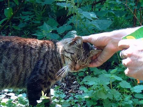 Blanding af racer Misha † billede 6