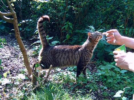 Blanding af racer Misha † billede 7