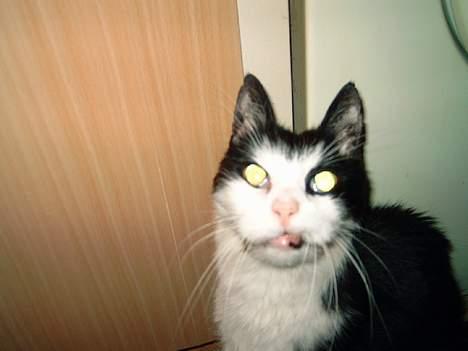 Blanding af racer Pjusser † billede 6